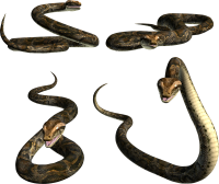 Snake PNG image picture download free