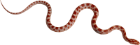 Snake PNG image picture download free