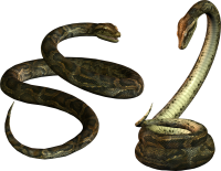 Snake PNG image picture download free