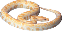 Snake PNG image picture download free