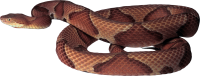 Snake PNG image picture download free