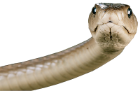 Snake PNG image picture download free