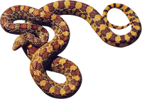 Snake PNG image picture download free