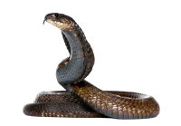 Cobra snake PNG image