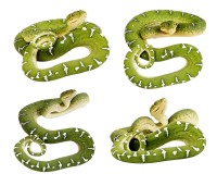 Green snakes PNG image