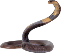 Cobra snake PNG image, free download picture