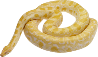 Snake PNG image picture download free