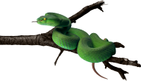 Green snake PNG image