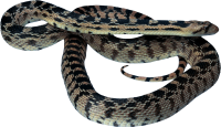 Snake PNG image picture download free