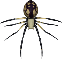 Spider PNG image