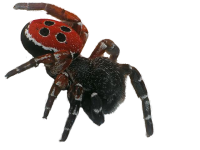 Spider PNG image