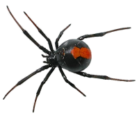 Spider PNG image