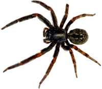 Spider PNG image