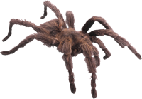 Spider PNG image