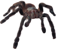 Spider PNG image