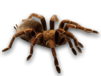 Spider PNG image