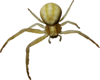 Spider PNG image