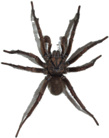 Spider PNG image