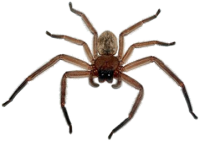 Spider PNG image