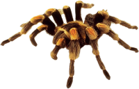 Spider PNG image