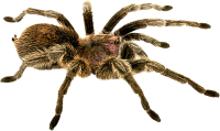 Spider PNG image