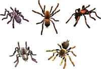 Spider PNG image