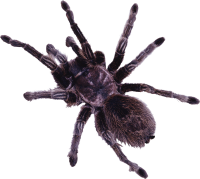 Spider PNG image