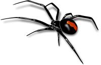 Spider PNG image