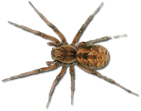 Spider PNG image