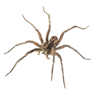 Spider PNG image