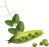 Pea PNG