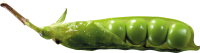 Pea PNG