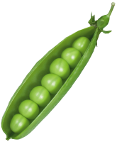 Pea PNG