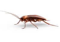 Roach PNG