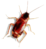 Roach PNG