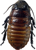 Roach PNG