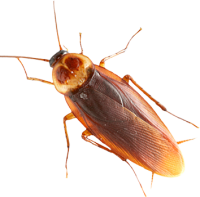 Roach PNG