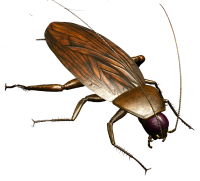 Roach PNG