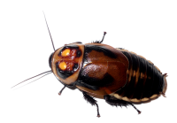 Roach PNG