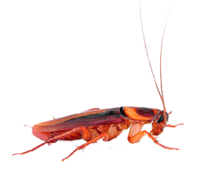 Roach PNG