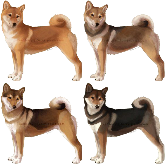 Shiba Inu Dog Poses PNG image