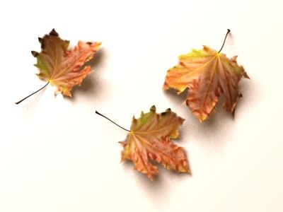 Leaves 3d model