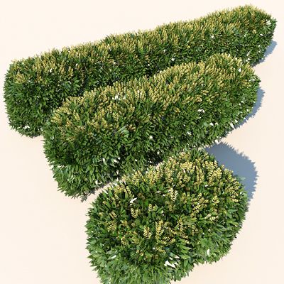 Plant Flowering Hedge 3d model