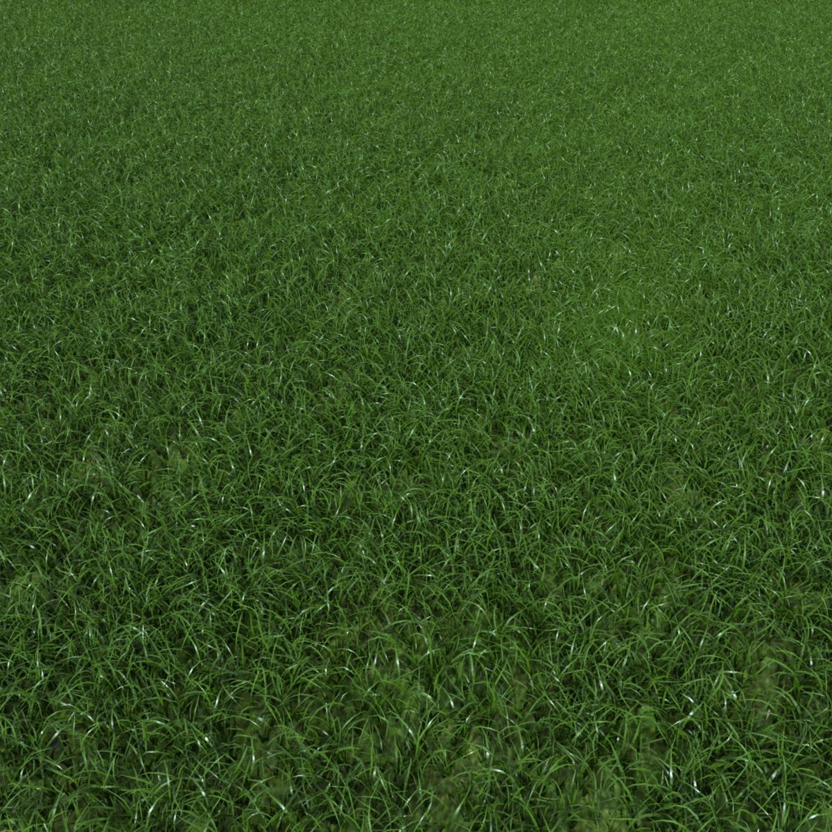 Plant Grass royalty-free 3d model - Preview no. 3