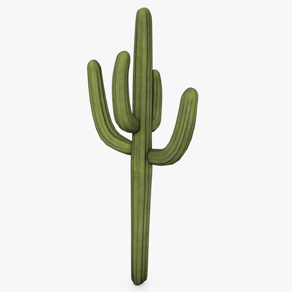 Cactus 3d model