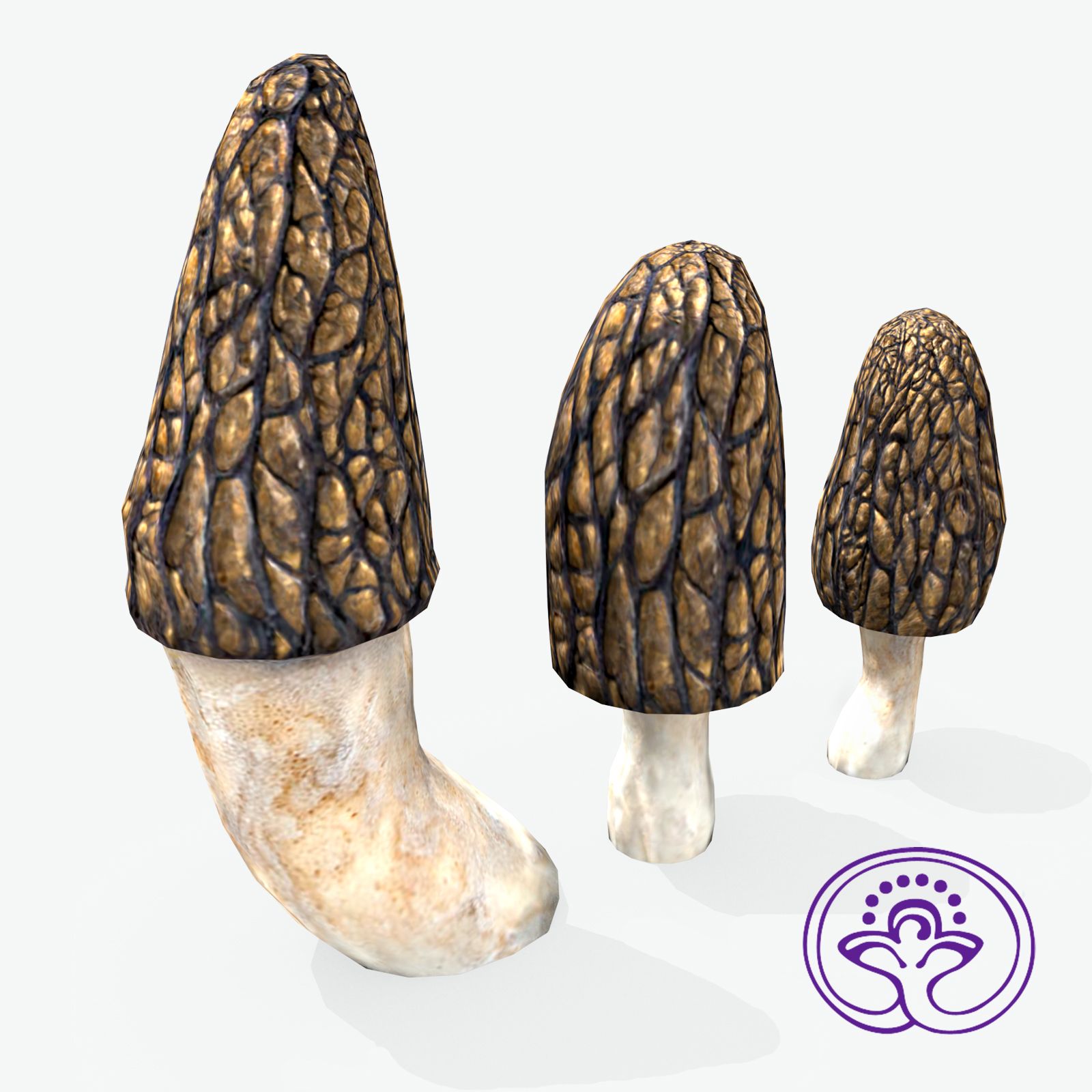 Morchella conica 3d model