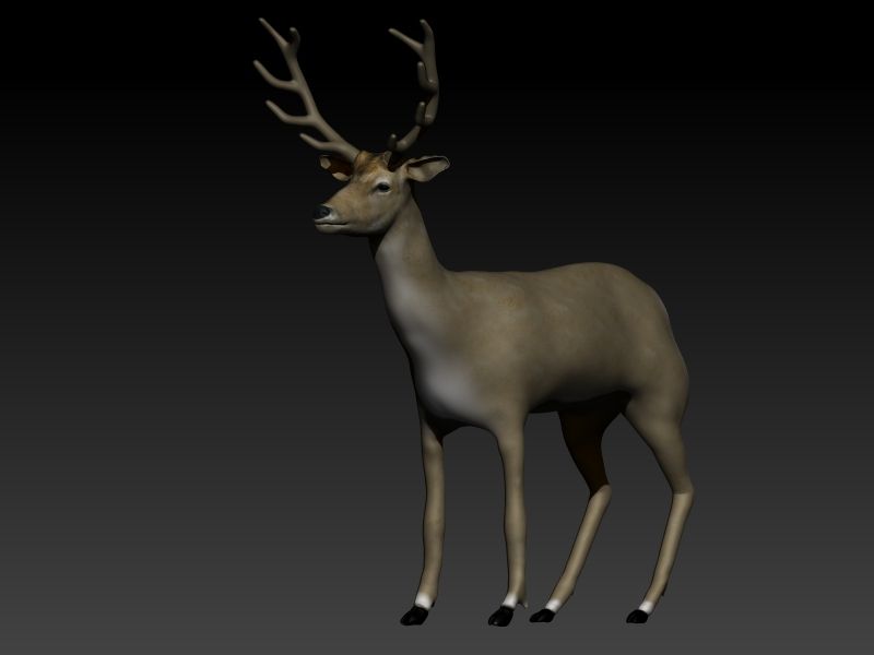 Deer 3d model