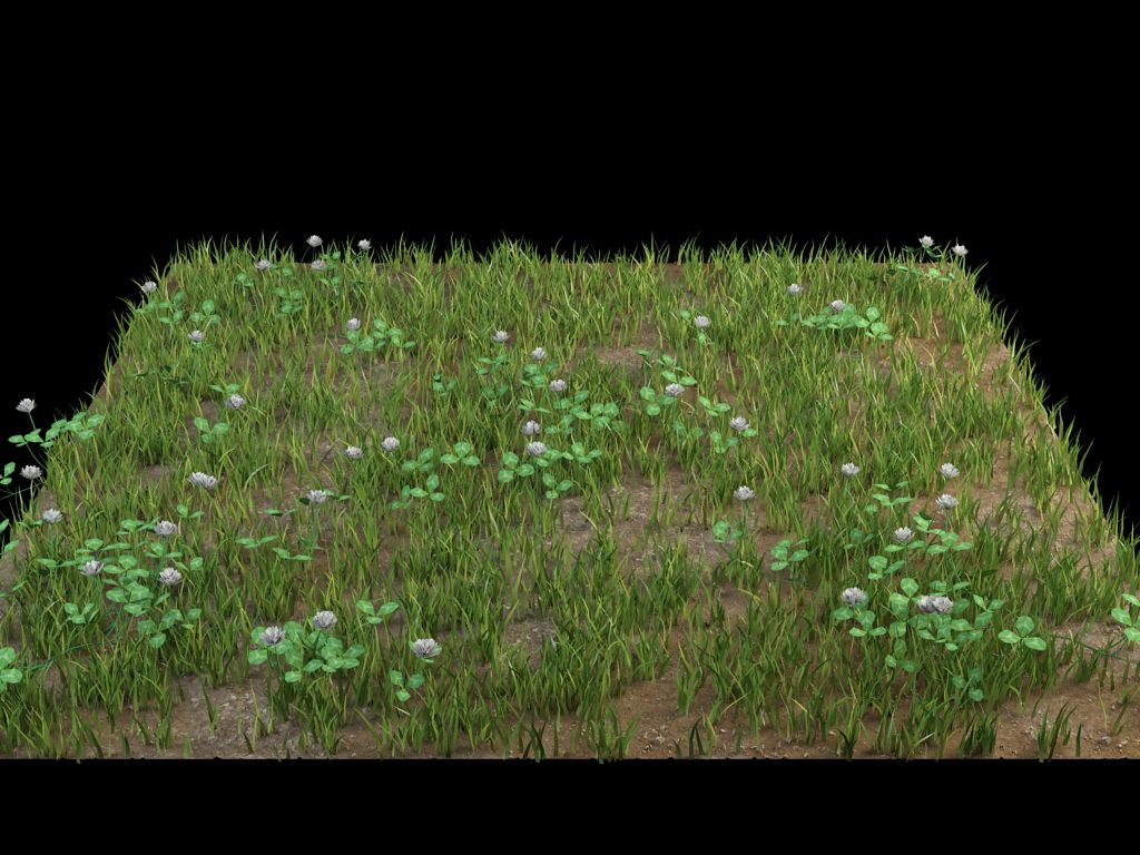 fleurs d'herbe au sol 3d model