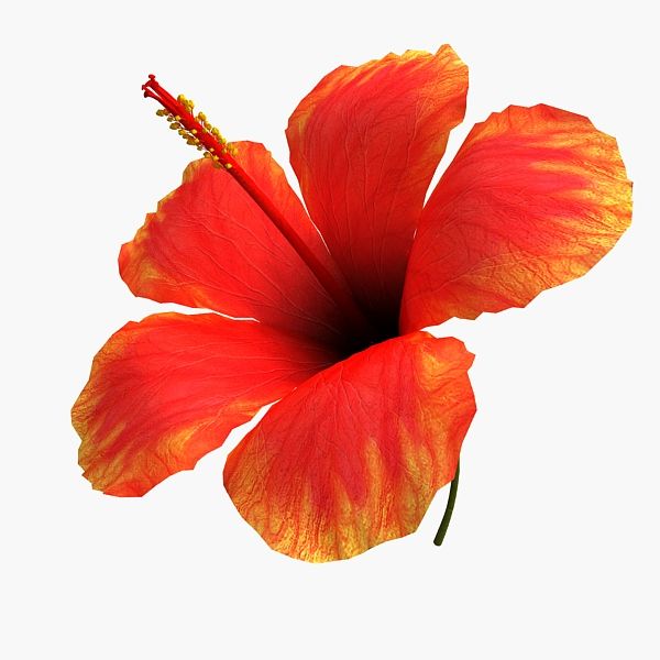 Fleur d'hibiscus 3d model