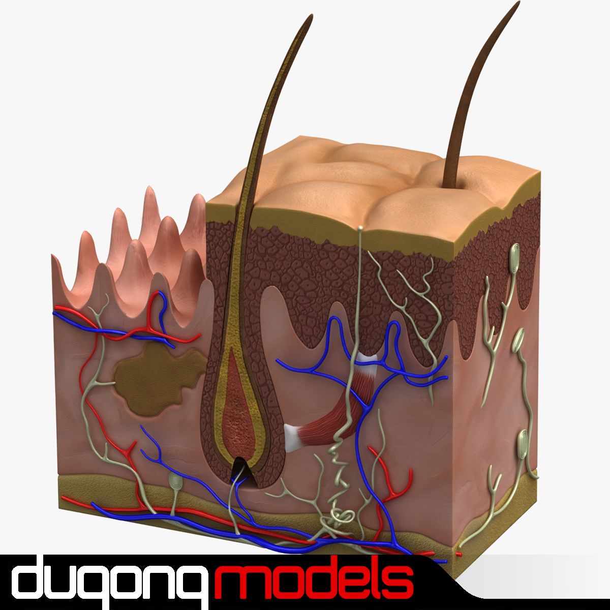 Anatomia skóry właściwej 3d model